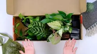Delivered Box Of Assorted Indoor Plants Straight To Your Door