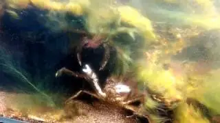 Spider crabs from cold water marine tank