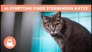10 SIGNALE Dass Deine KATZE Dabei Ist Zu STERBEN 🐱💔 Wie Du Eine Sterbende Katze Erkennst