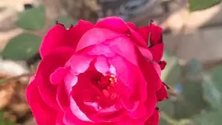 Ice plant transplant seasonal flower plant ☘️#gardening #terracegardenindia 