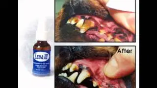 Pet Product Review Leba III Clean Teeth for Dogs & Cats