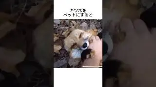 キツネをペットにすると #動物雑学 #動物図鑑 #キツネ