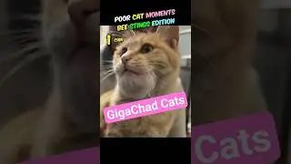 Curious Cats Meet Bees for the First Time! 😹🐝 #cat #funnycats #catvideos #catshorts #pets #shorts