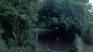 Esplorazione silenziosa di scorci veneti ⌈asmr⌋