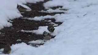 Diverse kuifmezen, goudhaan en ree in de bossen bij Het Rijtven ORO in Deurne