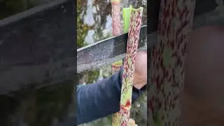 Petani cerdas panen sayuran liar yang unik dengan skill super cepat dan memuaskan #shorts