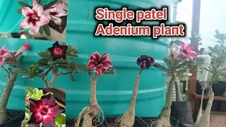 सुंदर सुंदर एडेनियम सिंगल पटेल  कलेक्शन। Beautiful adenium plant।