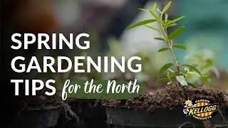 Spring Gardening Tips for Northern States: Preparing for Warm Weather