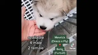 baby belle alaskan malamute