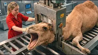 From Raw Camel Skin to Luxury Leather: Inside a Billion-Dollar Factory Process