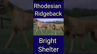 Rhodesian Ridgeback dog | #short