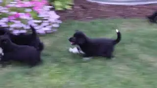 Corgipoo Puppies For Sale