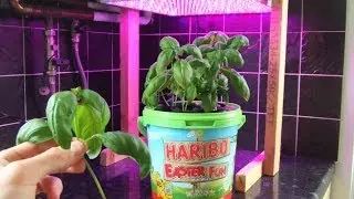 Hydroponics Growing System Homemade DIY Deep Water Culture DWC #8