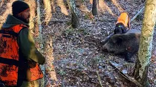 DRIVEN HUNT | 2 SINGLE MALE WILD BOAR | SUCCESSFUL HUNTING IN DENSE PINE FOREST WITH AIMPOINT