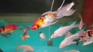 aquarium fish #refreshing #relaxing #fish