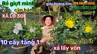 🌲27/11☎️vườn mai Chị Ngọc☎️vườn còn ít🌲xả giá mềm🌲đặc biệt 2 cây bớt 50k🌲10 cây tặng 1