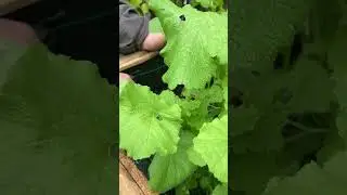 Self watering beds at Warland