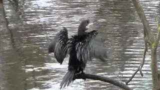 MARANGONE MINORE Pygmy Cormorant