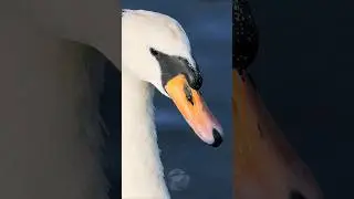 Beautiful Mute Swan Close-up | UK Birds #shorts