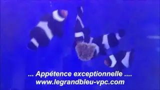 legrandbleu-vpc.com - Masstick Easyreefs . Amphiprion ocellaris black