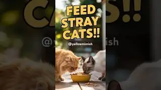 Feeding Street Cats: Cute Moments of Stray Cats Eating!