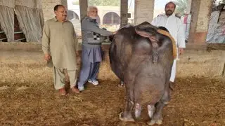 World Highest Milking Record 47.250 Kg Nili Ravi Buffalo of Haji Shaukat Doggar Multan Part 2