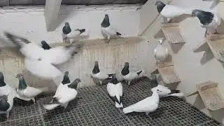 Budapesti Magasröptű Keringő (Budapest High Flying exhibition pigeons) 2022 1