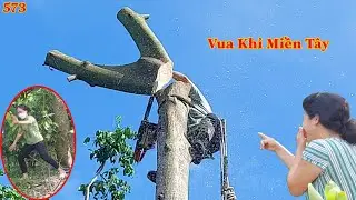 Vua Khỉ leo lên đọt cưa hai cây Gòn c.hết, bị c.hặt phần gốc ? (phần đầu) . Cutting silk cotton tree