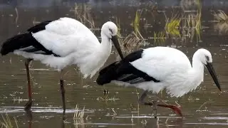 コウノトリ (4K) / Oriental Stork