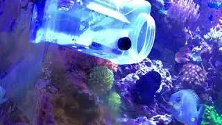 Black Tang Trap Saltwater Reef Aquarium