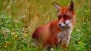 Fuchs tot Jagdhornsignal