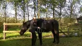 Parelli instructeurs Nederland Savvy Tip - De barebackpad knoop