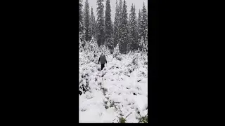Belgian hikers recount 7-hour trek in Jasper snowstorm