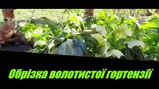 Обрізка волотистої гортензії