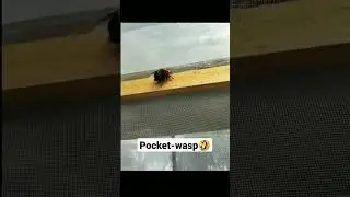 bee's mating