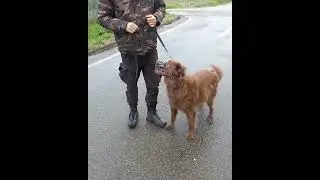 CANE AGGRESSIVO