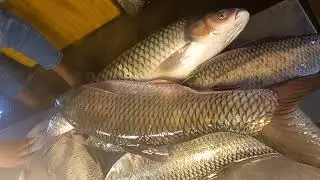 Giant Mrigel Carp fish cutting skills in Bangladesh fish Market