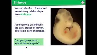 Evolutionary Relationships Video Lesson