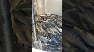 Truckload of Razorback Suckers