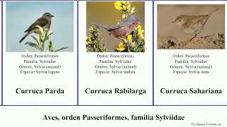Aves, orden Passeriformes, familia Sylviidae charlat&aacute;n curruca sastrecillo garrulax tordina timal&iacute;