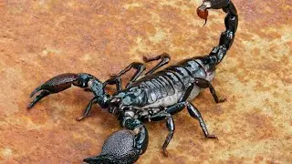 10 Animale Periculoase Pe Care Le Poti Cumpara