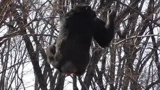 Time for bait of the Chimpanzee【Tama Zoological Park in Tokyo , Japan】