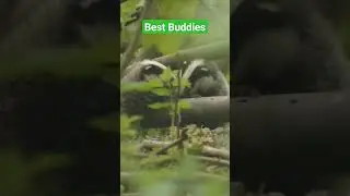 Cute Badger Cubs