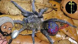 Как я содержу Pseudhapalopus Sp Blue (колумбийский синий флакон)