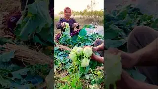 From Field to Market | Kohlrabi (German Turnip) Packing by Farmer #shorts