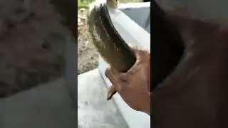 proses potong iwakk