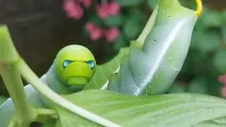 Big Eyed caterpillar #caterpillar #butterfly