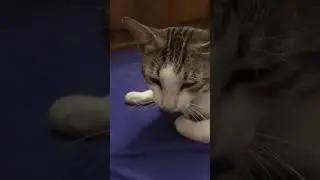 Yawning kitty #shorts#cat#sleepyhead