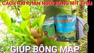 RÃI PHÂN RƯỚC BÔNG NUÔI BÔNG MÍT RẢI VỤ. CHO TRÁI BÁN THÁNG 2