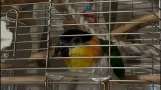 ケージ内の様子を垂れ流し！#parrot #javasparrow #シロハラインコ #birds #ズグロシロハラインコ #cute #中型インコ #animals #funny #conure 